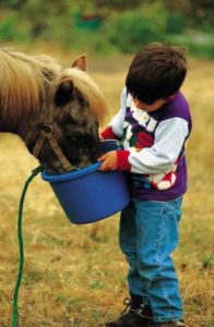 feeding a horse