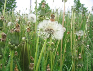 closeup weed in field
